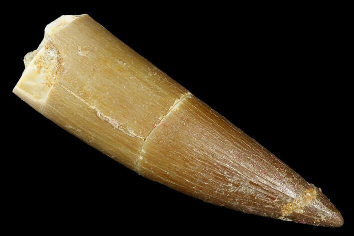 Fossil Plesiosaur (Zarafasaura) Tooth - Morocco #176898